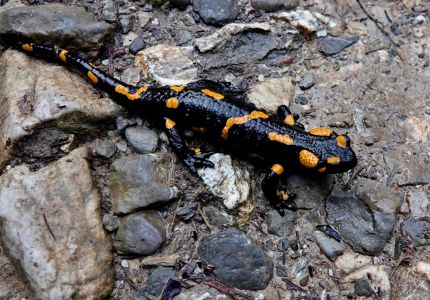 _dsc9270_feursalamander.jpg