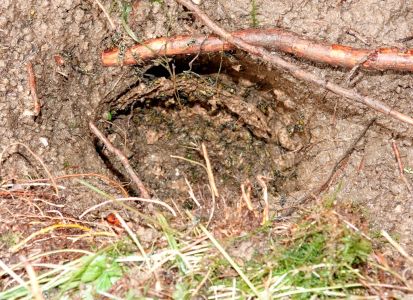 _dsc9295_ein_b_r_hat_erdwespen_ausgebudelt.jpg