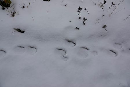 _dsc9313_wolfsspur.jpg