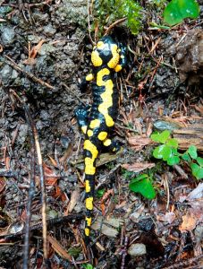 _dsc9350_feursalamander.jpg