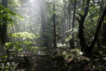 _dsc9380_im_urwald.jpg
