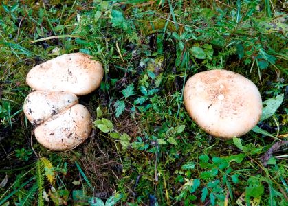 _dsc9384_doppelring_trichterling_catathelasma_imperiale.jpg
