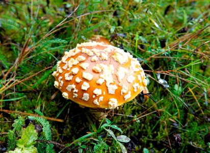 _dsc9386_k_nigsfliegenpilz.jpg