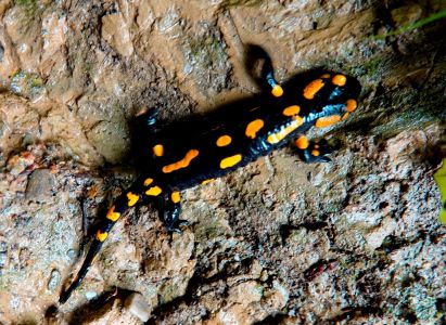 _dsc9511_feursalamander.jpg