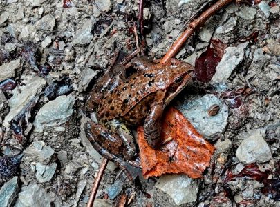 _dsc9512_grasfrosch.jpg