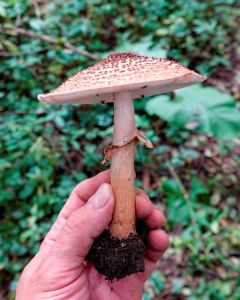 _dsc9591spitzschuppiger_stachelschirmling_lepiota_aspera.jpg