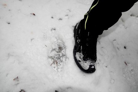 _dsc9884_wolfsspur.jpg