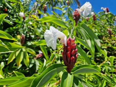 20230325_114813_spiralingwer_crape_ginger_cheilocostus_speciosus_.jpg