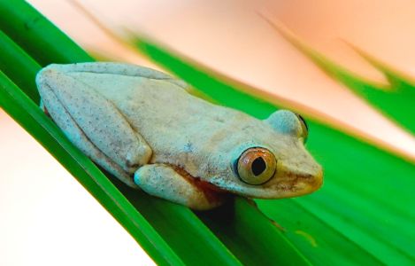 20230326_133202_dsc1861_seychellenbaumfrosch_seychelles_tree_frog_tachycnemis_seychellensis_.jpg