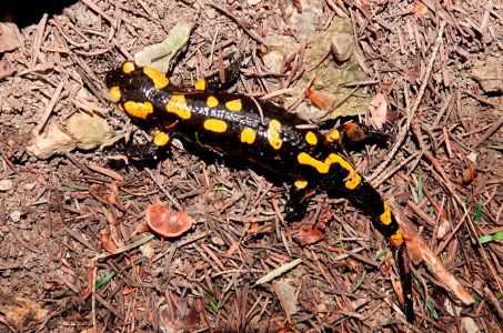 _dsc2501_feuer_salamander.jpg