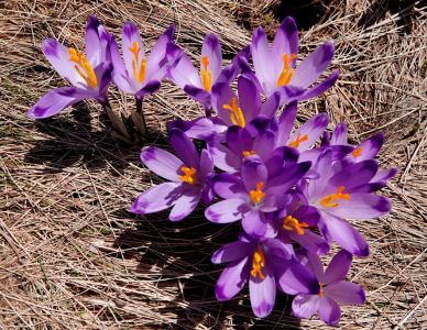 _dsc2820_karpaten_krokus.jpg