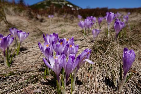 _dsc3206_karpaten_krokus.jpg