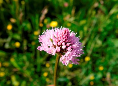 _dsc4347_kugelorchis.jpg