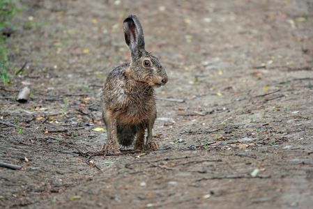 _dsc4466_wildhase.jpg