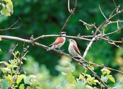 _dsc4838_neunt_ter_m_nnchen_und_weibchen.jpg