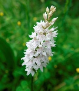 _dsc4873_geflecktes_knabenkraut.jpg