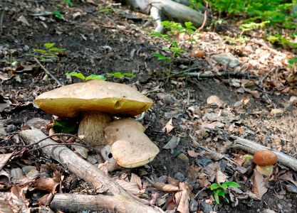 _dsc4933_sommersteinpilz.jpg