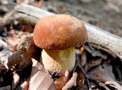 _dsc4935_sommersteinpilz.jpg