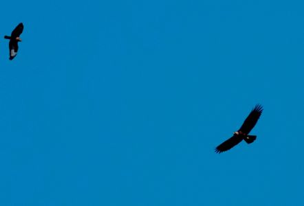 _dsc5468_mausebussard_und_steinadler.jpg