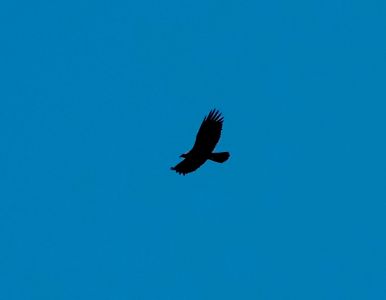 _dsc5470_steinadler.jpg