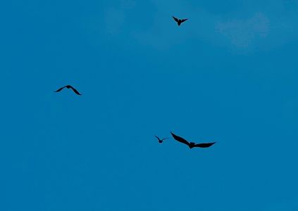 _dsc5473_steinadler_verfolgt_von_m_usebussarden.jpg