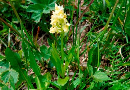 _dsc5533_blasses_knabenkraut_orchis_palens.jpg