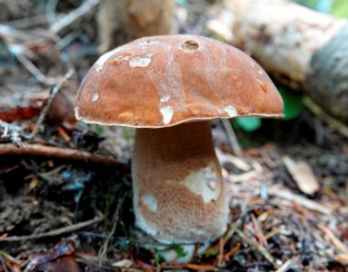 _dsc6476_sommersteinpilz.jpg