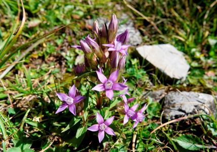 _dsc6535_karpaten_enzian.jpg