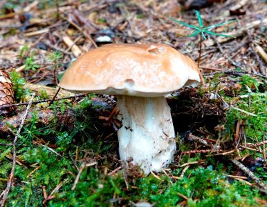 _dsc7349_steinpilz.jpg