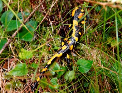_dsc7356_feuer_salamander.jpg