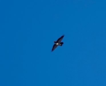 _dsc7433_kolkrabe_und_wanderfalke.jpg