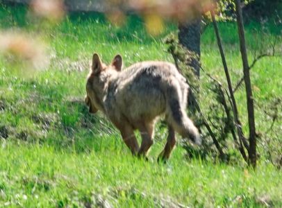 6.5. - 13.5. 2023 Naturreise im Nationalpark Mala Fatra und Umgebung