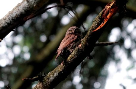 3.6. - 10.6. 2023 Ornithologische Reise im Nationalpark Mala Fatra und Umgebung