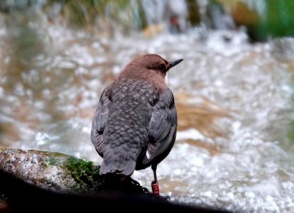 _dsc8039_wasseramsel.jpg