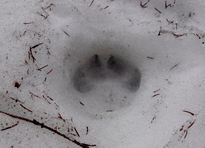 _dsc8107_wolfsspur.jpg