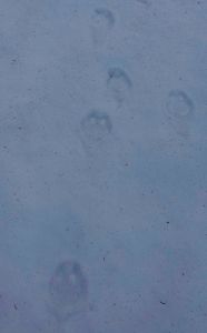 _dsc8314_ltere_wolfsspur.jpg