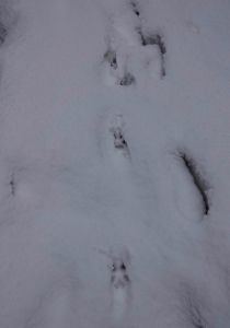 _dsc8440_fuchsspur.jpg