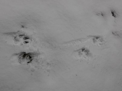 _dsc8474_frische_wolfsspur.jpg