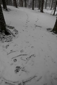 _dsc8478_frische_wolfsspur.jpg