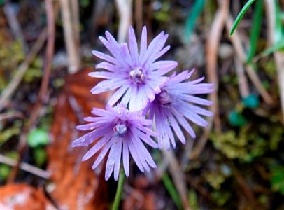 20240423073423_dsc9984_karpaten_trodellblume.jpg
