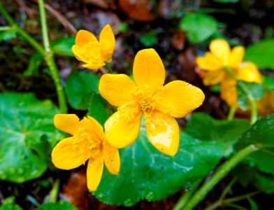 20240423073426_dsc9990_sumpf_dotterblume.jpg