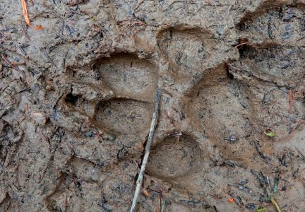 _dsc0206_wolfsspuren.jpg