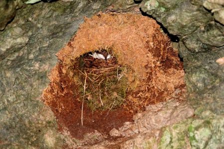 _dsc0257_wasseramsel_im_nest.jpg