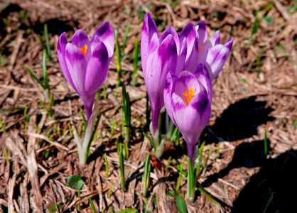 _dsc0362_karpaten_krokus.jpg
