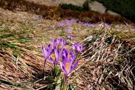 _dsc0370_karpaten_krokus.jpg