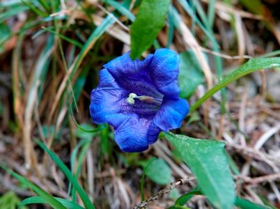 _dsc0635_kurzstiliger_enzian_gentiana_clusii.jpg