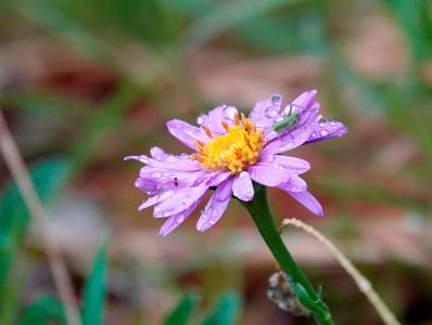 _dsc0710_alpen_aster.jpg