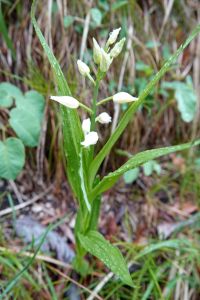 _dsc0718_langbl_ttriges_waldv_gelein_cephalanthera_longifolia_.jpg