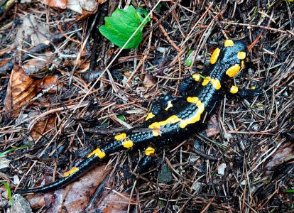 _dsc0738_feuer_salamander.jpg