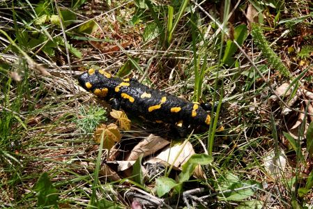 _dsc1086_feuer_salamander.jpg